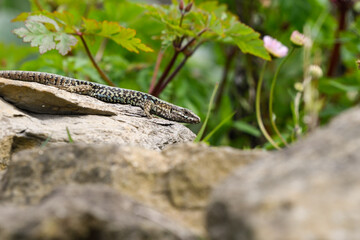 Close-up of a rock lizard among rocks
