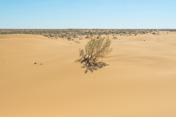 A lone tree stands among sand dunes under a bright blue sky