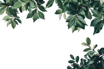 Overhead View of Tree Branches and Leaves Against a Gray Sky Varient 5