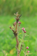 Persicaria longiseta green plant weed wildflower nature botanical garden close up macro leaves foliage stem growth outdoor ecology environment horticulture gardening vegetation flora species perennial