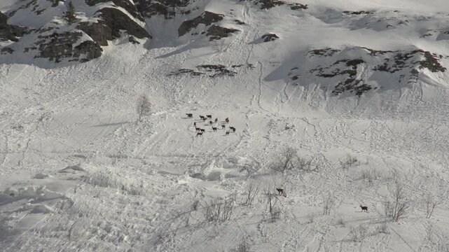 Troupeau de chamois en montagne