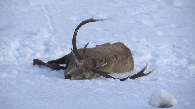 Cerf bless&eacute; dans la neige
