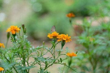 butterfly on the marigold