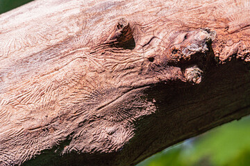 Close-up of weathered tree trunk with bark patterns, rough texture, natural indentations, and...