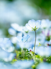 春の公園や花壇を彩るネモフィラのある風景。眩しい日差しでボケた景色。ぼんやりした花畑のイメージ。