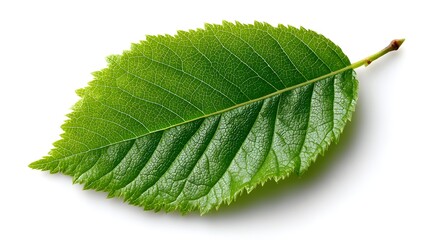 A single vibrant green leaf with detailed veins sits isolated on a pure white background perfect for nature designs.
