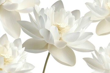 Elegant white lotus flowers isolated on white background for spa and wedding