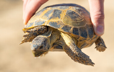 A hand gently holds a land tortoise in close-up