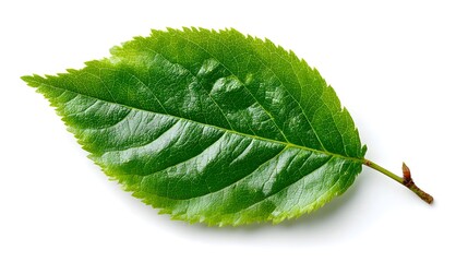 A single vibrant green leaf with detailed veins sits isolated on a pure white background showcasing its natural texture.