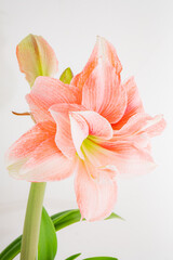 Fototapeta premium Pink amaryllis blossoms display exquisite petals, showcasing nature's artistry