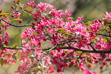 Close-up view of a fully bloomed cherry blossom tree, featuring vibrant pink petals with distinct five-petal structures Green leaves on branches, blurred background hinting sunlight No text visible