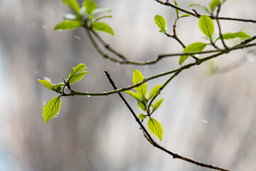 Step into the freshness of a new season as buds bloom, symbolizing growth and renewal in this captivating close-up shot of nature Perfect for conveying hope, change, or environmental beauty