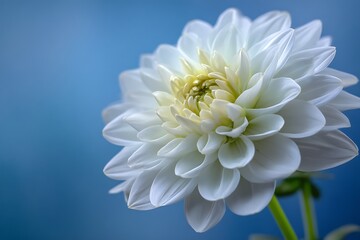 Close up white dahlia flower with soft lighting design  
