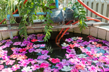 A tranquil pond with water lilies, enclosed by a white fence, featuring an old-fashioned blue pump...