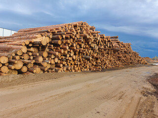 A stack of prepared coniferous timber.