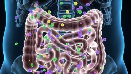 3D medical animation of a man's intestines affected by crohn's disease. The animation is smooth and realistic, with a scientific and futuristic style, ideal for medical visualization and educational.