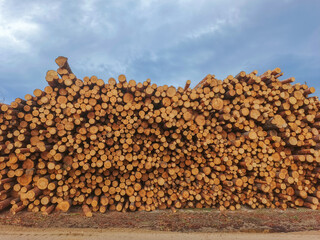 A stack of prepared coniferous timber.