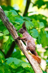 Eichhörnchen klettert auf einen Baum