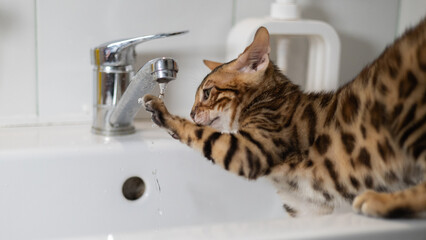 Kitten catches water running from tap with its paw. An adorable kitten playfully interacts with running water from a tap in a modern bathroom sink, showing its natural curiosity and fascination.