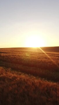 Vertical Format Video of Ripe wheat field nature scenery on farm at sunset. Golden wheat field, agriculture, farm, young fresh ear wheat, field farm sunset. Landscape nature sunset, eco, industry.