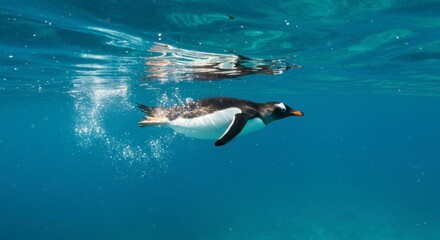 Gentoo penguin swimming underwater