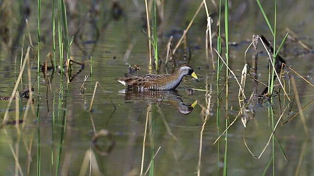 Sora in the pond, sora, spring, nature, wildlife