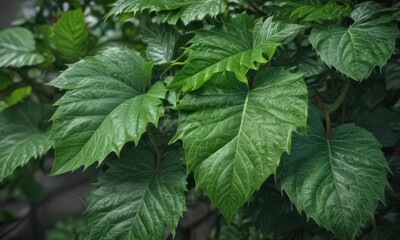 Close-up of vibrant green leaves, showing intricate vein details , photography, environment