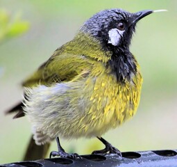 Young White-eared Honeyeater (Nesoptilotis leucotis) at birdbath, South Australia