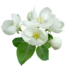 Close-up of white apple tree inflorescence with green leaves. Isolation on transparent background.