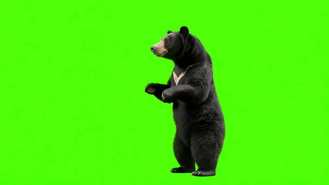 Dancing Bear on Green Screen Background
Humorous black bear performing a dancing motion on a green screen, ideal for comedy edits, memes, or animal animations.