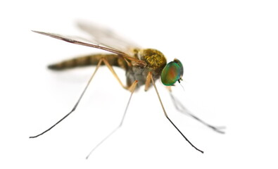 Small European fly with green eyes isolated on whita, side view