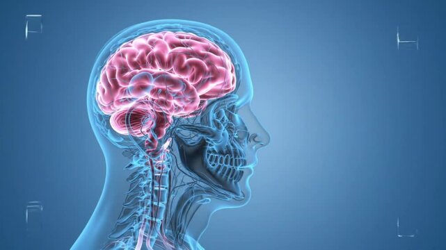 Anatomical 3d animation of the human brain showing pain. Transparent head and neck made of glass, rotating, on a blue background. The animation is smooth, scientific, and educational.