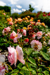 Red roses blooming on a bush