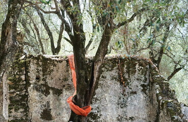 Ruins of the abandoned medieval village of Oppido Vecchia in Aspromonte, Calabria, Italy