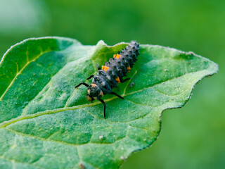 Closeup on the colorful seven-spot ladybird, Coccinella septempunctata on a green leaf in the garden, Close up of ladybug    