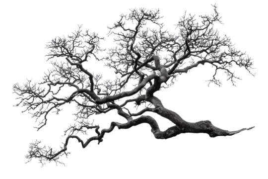 Silhouette of a Twisted Leafless Tree in Black and White Varient 3