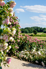 Blooming roses decorating a gravel path in a garden under blue sky