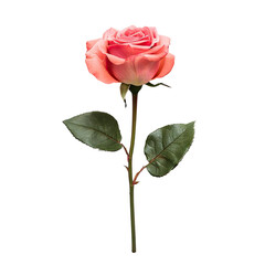 Obraz premium Single blush pink rose