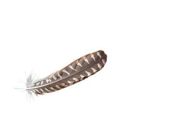 Single Brown and Gray Striped Feather on Textured Background Varient 3