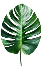 Lush, deep green leaf, intricate veining