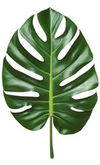 Lush tropical leaf (1)