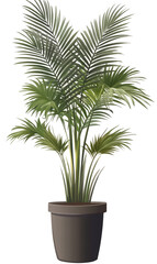 Potted palm plant with feathery fronds