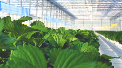 Lush green strawberry leaves growing in rows inside a high-tech greenhouse. Healthy foliage under controlled lighting and temperature for optimal growth.