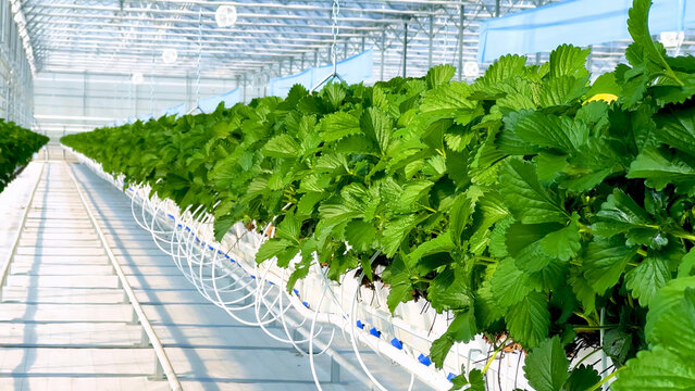 Indoor hydroponic farming of healthy strawberry plants in a modern greenhouse using advanced irrigation and sustainable agriculture methods, showcasing future of food production. - Powered by Adobe