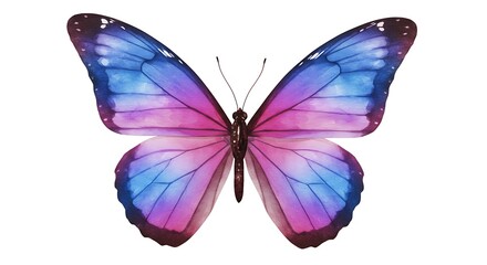 Purple and Blue Butterfly Wings Isolated on White