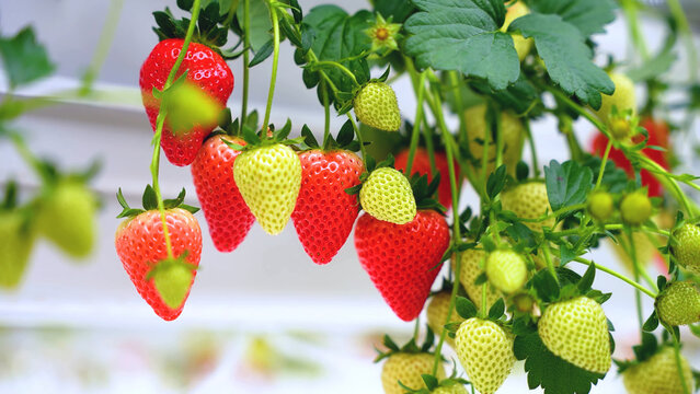 Close-up of strawberries in various ripening stages on the vine in a greenhouse, showing vibrant colors and healthy growth in a controlled environment.