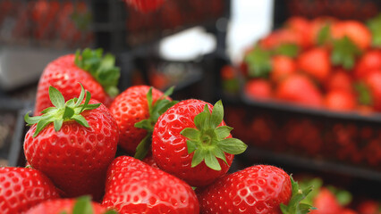 Fresh ripe strawberries with vibrant red color and green stems in crates at a market or farm, captured in natural light with shallow depth of field.