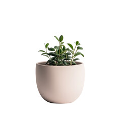 Fototapeta premium Small plant in a light beige pot