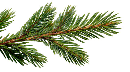 Closeup detailed image of vibrant green spruce branch isolated on winter nature photography fir tree pine high on transparent background