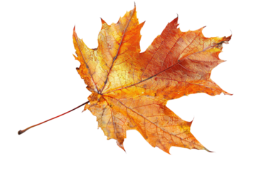 Translucent Autumn Leaf Skeleton on White Background Varient 1